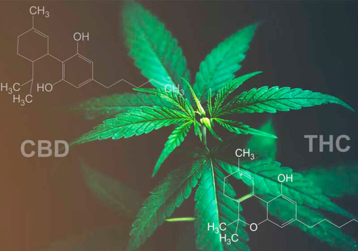 Revisión de diagnóstico y tratamiento de trastornos relacionados con el consumo de cannabis